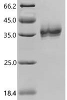 Macaca mulatta Epithelial cell adhesion molecule (TACSTD1), partial, Biotinylated Recombinant Protein - BioCrest Sci