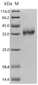 Macaca mulatta Epithelial cell adhesion molecule (TACSTD1), partial, Biotinylated Recombinant Protein, Macaca mulatta (Rhesus macaque), Mammalian cell, C-terminal 10xHis-Avi-tagged, 30.9 kDa, purity >≥ 95% as determined by SDS-PAGE.