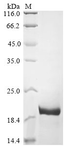 Bovine Fibroblast growth factor 2 (FGF2) Recombinant Protein, N-His, Bos taurus (Bovine), E.coli, N-terminal 6xHis-tagged, 20.5 kDa, purity >≥ 90% as determined by SDS-PAGE.