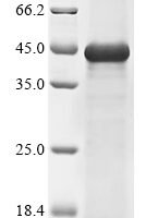 Mouse Transmembrane protease serine 2 (Tmprss2), partial Recombinant Protein, N-His - BioCrest Sci