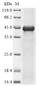 Mouse Transmembrane protease serine 2 (Tmprss2), partial Recombinant Protein, N-His, Mus musculus (Mouse), Yeast, N-terminal 6xHis-tagged, 44.7 kDa, purity >≥ 90% as determined by SDS-PAGE.