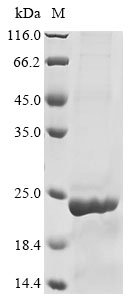 Macaca fascicularis Interleukin-1 alpha (IL1A) Recombinant Protein, N-His, Macaca fascicularis (Crab-eating macaque) (Cynomolgus monkey), E.coli, N-terminal 6xHis-tagged, 22.2 kDa, purity >≥ 85% as determined by SDS-PAGE.