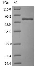 Human Dual specificity protein kinase CLK2 (CLK2), partial Recombinant Protein, Homo sapiens (Human), E.coli, N-terminal 6xHis-B2M-tagged, 56.7 kDa, purity >≥ 85% as determined by SDS-PAGE.