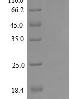 Mouse C-C motif chemokine 4 (Ccl4) Recombinant Protein - BioCrest Sci