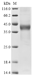 Human Short transient receptor potential channel 6 (TRPC6), partial Recombinant Protein, Homo sapiens (Human), Mammalian cell, C-terminal hFc1-tagged, 34.7 kDa, purity >≥ 85% as determined by SDS-PAGE.