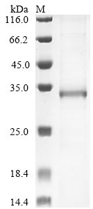 Human Muscarinic acetylcholine receptor M3 (CHRM3), partial Recombinant Protein, N-10His, Homo sapiens (Human), E.coli, N-terminal 10xHis-tagged, 32.7 kDa, purity >≥ 85% as determined by SDS-PAGE.