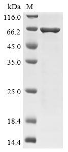 Enterobacteria phage T4 Recombination protein uvsY (uvsY),Biotinylated Recombinant Protein, Enterobacteria phage T4 (Bacteriophage T4), E.coli, N-terminal MBP-tagged and C-terminal 6xHis-Avi-tagged, 63.6 kDa, purity >≥ 85% as determined by SDS-PAGE.