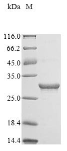 Reovirus type 3 Outer capsid protein lambda-2 (L2), partial Recombinant Protein, N-10His/C-Myc, Reovirus type 3 (strain Dearing) (T3D) (Mammalian orthoreovirus 3), E.coli, N-terminal 10xHis-tagged and C-terminal Myc-tagged, 30.2 kDa, purity >≥ 90% as determined by SDS-PAGE.