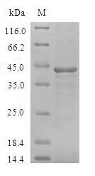 Human Bcl-2-like protein 15 (BCL2L15) Recombinant Protein, Homo sapiens (Human), E.coli, N-terminal GST-tagged, 44.7 kDa, purity >≥ 90% as determined by SDS-PAGE.