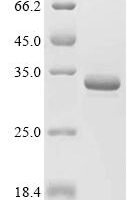Rat Apolipoprotein A-I (Apoa1), partial Recombinant Protein, C-hFc1 - BioCrest Sci
