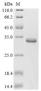 Rat Apolipoprotein A-I (Apoa1), partial Recombinant Protein, C-hFc1, Rattus norvegicus (Rat), Yeast, C-terminal hFc1-tagged, 54.0 kDa, purity >≥ 90% as determined by SDS-PAGE.