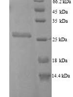 Escherichia coli O6:H1 FKBP-type peptidyl-prolyl cis-trans isomerase FkpA (fkpA) Recombinant Protein - BioCrest Sci