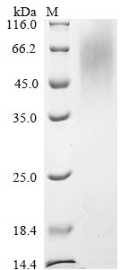 Mouse Transmembrane protease serine 2 (Tmprss2), partial Recombinant Protein, C-His, Mus musculus (Mouse), Yeast, C-terminal 6xHis-tagged, 44.2 kDa, purity >≥ 90% as determined by SDS-PAGE.