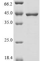 Dog cAMP-dependent protein kinase catalytic subunit alpha (PRKACA) Recombinant Protein - BioCrest Sci