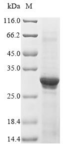 Human Acetylcholine receptor subunit alpha (CHRNA1), partial Recombinant Protein, N-His, aa 21–255, Homo sapiens (Human), E.coli, N-terminal 6xHis-tagged, 31.1 kDa, purity >≥ 90% as determined by SDS-PAGE.