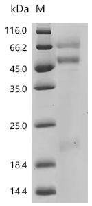 Macaca mulatta Coagulation factor X Recombinant Protein, Macaca mulatta (Rhesus macaque), Mammalian cell, C-terminal 10xHis-tagged, 53.8 kDa, purity >≥ 90% as determined by SDS-PAGE.