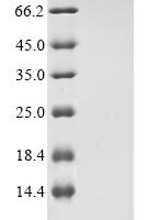Staphylococcus aureus Phenol-soluble modulin alpha 4 peptide (psmA4) Recombinant Protein - BioCrest Sci