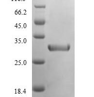 Mouse Chymotrypsin-like elastase family member 2A (Cela2a) Recombinant Protein, N-His, aa 31–271, E.coli - BioCrest Sci