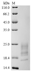Camelpox virus A27L membrane protein (A27L) Recombinant Protein, Camelpox virus (GUP), Mammalian cell, C-terminal 10xHis-tagged, 14.0 kDa, purity >≥ 95% as determined by SDS-PAGE.
