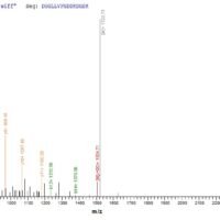 Mouse Cell surface hyaluronidase (Tmem2), partial Recombinant Protein, N-10His, aa 104–250, Yeast - BioCrest Sci
