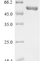 Human Delta-like protein 3 (DLL3), partial,Biotinylated Recombinant Protein - BioCrest Sci