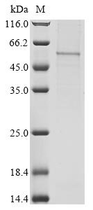 Human COMM domain-containing protein 5 (COMMD5) Recombinant Protein, C-hFc1, Homo sapiens (Human), Mammalian cell, C-terminal hFc1-tagged, 53.5 kDa, purity >≥ 85% as determined by SDS-PAGE.