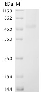 Human Adipocyte plasma membrane-associated protein (APMAP), partial Recombinant Protein, C-10His, Homo sapiens (Human), Mammalian cell, C-terminal 10xHis-tagged, 41.6 kDa, purity >≥ 95% as determined by SDS-PAGE.