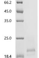 Human T-cell surface glycoprotein CD3 epsilon chain (CD3E), partial, Biotinylated Recombinant Protein - BioCrest Sci