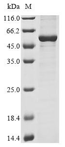 Rat Cyclic AMP-dependent transcription factor ATF-4 (Atf4) Recombinant Protein, Rattus norvegicus (Rat), E.coli, N-terminal 10xHis-tagged and C-terminal Myc-tagged, 43.2 kDa, purity >≥ 85% as determined by SDS-PAGE.