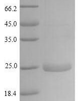 Horse Latherin (LATH) Recombinant Protein - BioCrest Sci