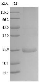 Horse Latherin (LATH) Recombinant Protein, Equus caballus (Horse), Yeast, N-terminal 6xHis-tagged, 24.6 kDa, purity >≥ 90% as determined by SDS-PAGE.