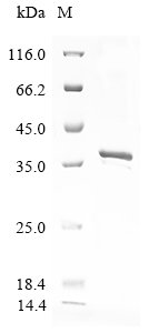 Rift valley fever virus Non-structural protein S (NSS) Recombinant Protein, Rift valley fever virus (strain ZH-548 M12) (RVFV), E.coli, N-terminal 10xHis-tagged and C-terminal Myc-tagged, 37.3 kDa, purity >≥ 85% as determined by SDS-PAGE.