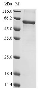 Human Spectrin alpha chain, erythrocytic 1 (SPTA1),partial Recombinant Protein, Homo sapiens (Human), Mammalian cell, N-terminal 10xHis-tagged, 52.9 kDa, purity >≥ 85% as determined by SDS-PAGE.