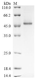 Mouse Serine protease inhibitor A3K (Serpina3k) Recombinant Protein, C-His, Mus musculus (Mouse), Yeast, C-terminal 6xHis-tagged, 45.7 kDa, purity >≥ 90% as determined by SDS-PAGE.≥ 90% as determined by SEC-HPLC.