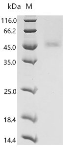 Mouse Fibroblast growth factor 8 (Fgf8) Recombinant Protein, C-10His, Mus musculus (Mouse), Mammalian cell, C-terminal 10xHis-tagged, 30.8 kDa, purity >≥ 95% as determined by SDS-PAGE.