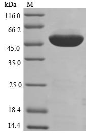 Human Elongation factor 1-alpha 1 (EEF1A1) Recombinant Protein, Homo sapiens (Human), E.coli, Tag-Free, 50.1 kDa, purity >≥ 85% as determined by SDS-PAGE.