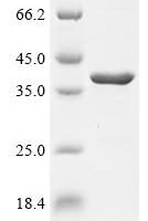 Staphylococcus aureus Alpha-hemolysin (hly) Recombinant Protein, N-10His - BioCrest Sci