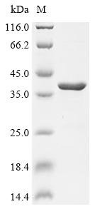 Staphylococcus aureus Alpha-hemolysin (hly) Recombinant Protein, N-10His, Staphylococcus aureus, E.coli, N-terminal 10xHis-tagged, 39.3 kDa, purity >≥ 90% as determined by SDS-PAGE.