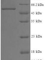 Human WD repeat-containing protein 5 (WDR5) Recombinant Protein - BioCrest Sci