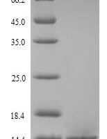 Shigella flexneri Glutaredoxin-4 (grxD) Recombinant Protein - BioCrest Sci