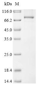 Human ATP-dependent RNA helicase DHX33 (DHX33) Recombinant Protein, Homo sapiens (Human), Baculovirus, C-terminal 6xHis-tagged, 81.7 kDa, purity >≥ 85% as determined by SDS-PAGE.