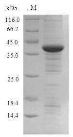Human Indolethylamine N-methyltransferase (INMT) Recombinant Protein, Homo sapiens (Human), E.coli, N-terminal 6xHis-SUMO-tagged, 44.9 kDa, purity >≥ 90% as determined by SDS-PAGE.