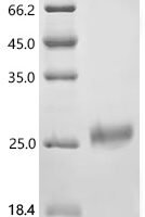 Helianthus annuus 2S seed storage protein (HAG5) Recombinant Protein - BioCrest Sci
