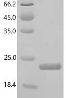 Staphylococcus aureus Immunodominant staphylococcal antigen B (isaB) Recombinant Protein, N-10His/C-Myc, aa 37–175, strain COL - BioCrest Sci