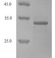 Pseudechis porphyriacus Basic phospholipase A2 pseudexin B chain Recombinant Protein - BioCrest Sci