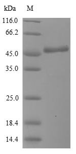 Human BPI fold-containing family A member 2 (BPIFA2) Recombinant Protein, N-His-SUMOstar, Homo sapiens (Human), Yeast, N-terminal 6xHis-SUMOSTAR-tagged, 41.1 kDa, purity >≥ 90% as determined by SDS-PAGE.