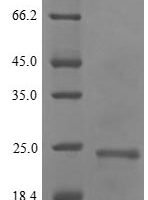 Hordeum vulgare Dehydrin DHN1 (DHN1) Recombinant Protein, N-10His/C-Myc, aa 1–139, Yeast - BioCrest Sci