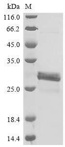 Human Plasminogen activator inhibitor 1 (SERPINE1), partial Recombinant Protein, N-GST, Homo sapiens (Human), E.coli, N-terminal GST-tagged, 70.1 kDa, purity >≥ 85% as determined by SDS-PAGE.
