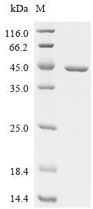 Escherichia coli Tryptophan--tRNA ligase (trpS) Recombinant Protein, Escherichia coli (strain K12), E.coli, C-terminal 6xHis-tagged, 44.4 kDa, purity >≥ 95% as determined by SDS-PAGE.≥ 90% as determined by SEC-HPLC.