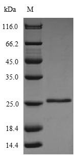 Bovine Glycolipid transfer protein (GLTP) Recombinant Protein, N-His, Bos taurus (Bovine), Yeast, N-terminal 6xHis-tagged, 25.8 kDa, purity >≥ 85% as determined by SDS-PAGE.